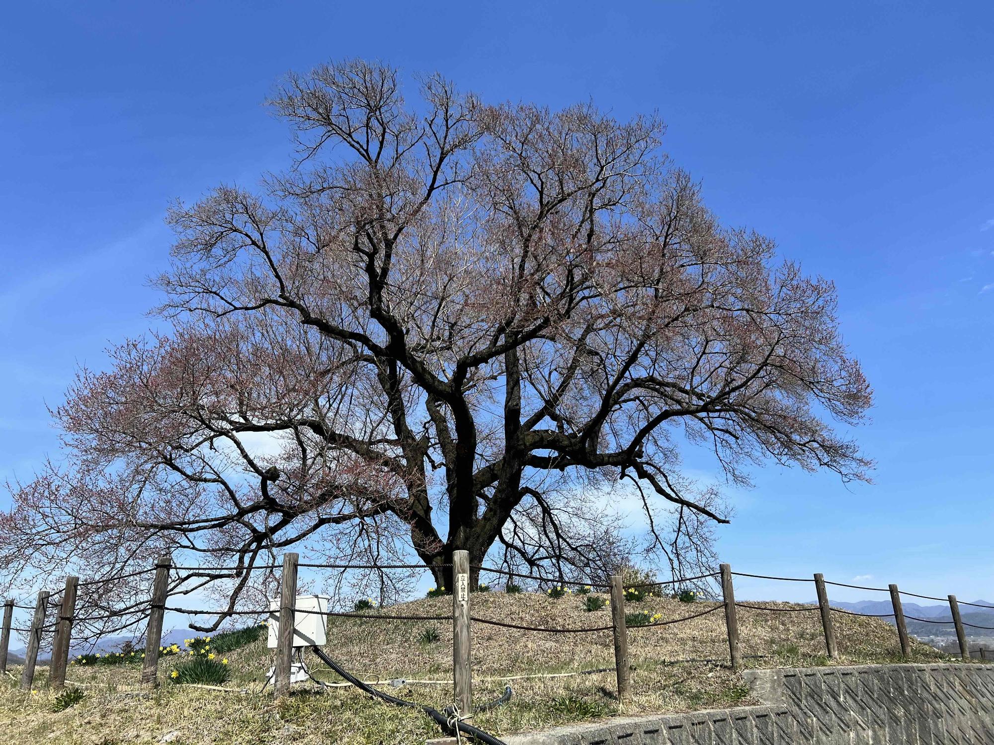 240330わに塚のサクラ