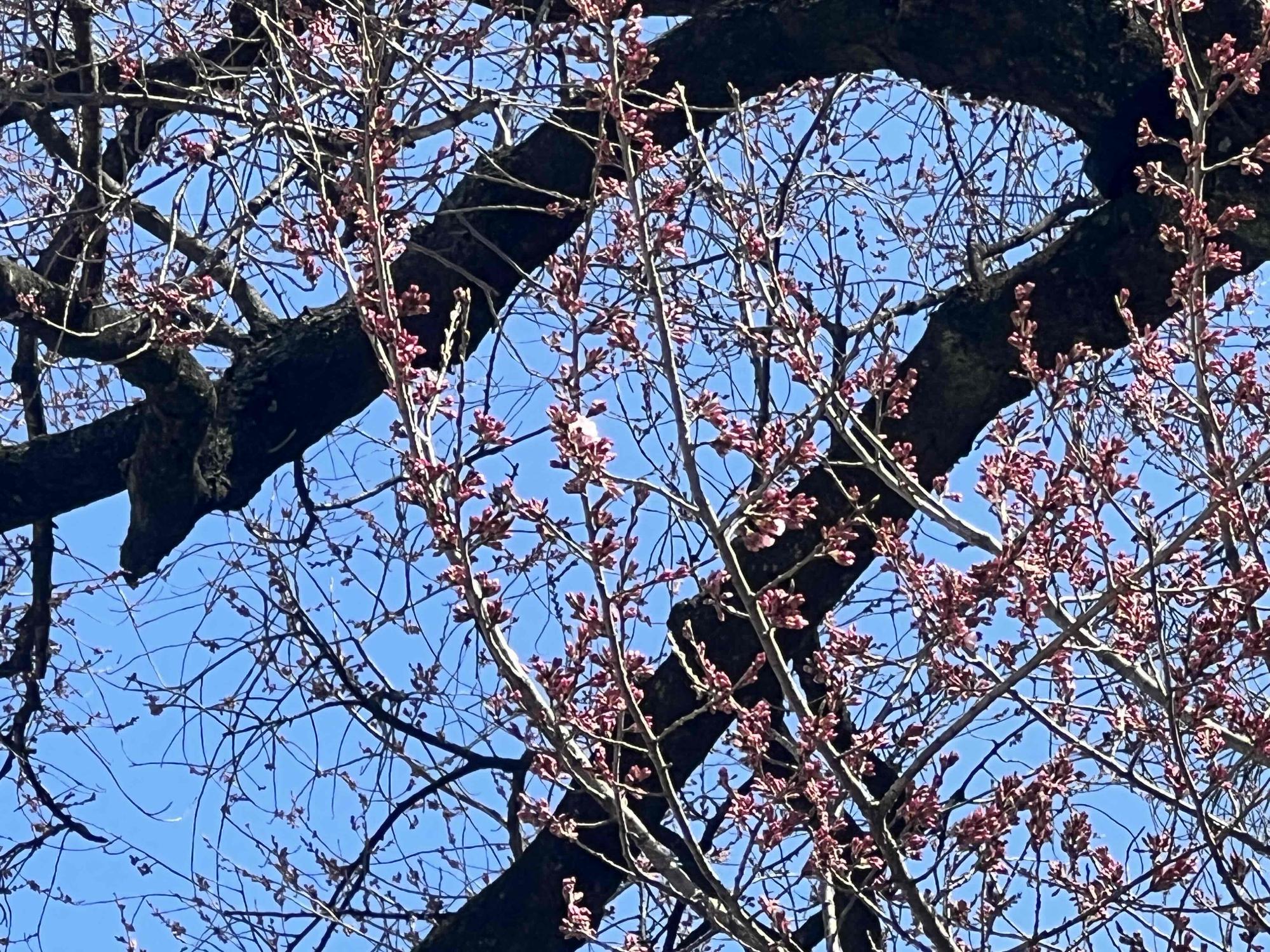 240330わに塚のサクラ