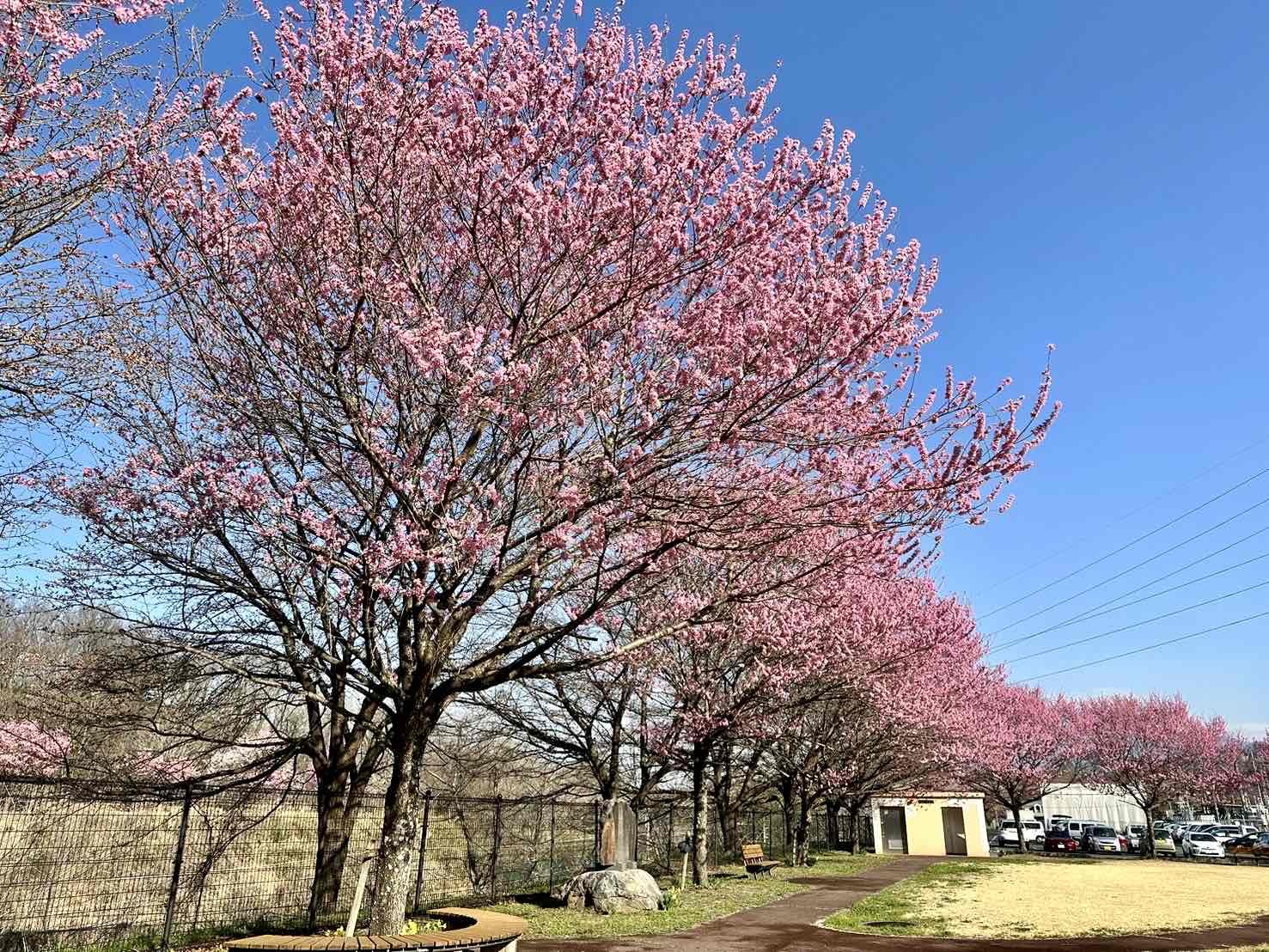 240401穴山さくら公園