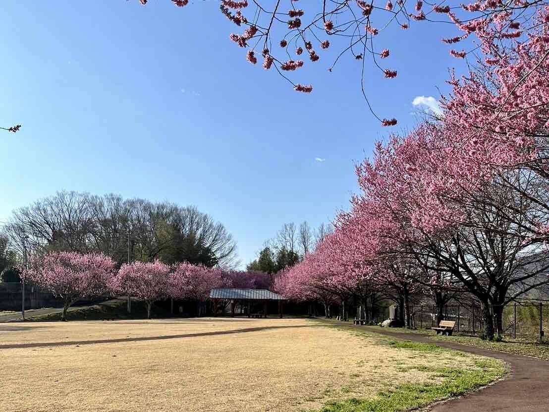 240401穴山さくら公園