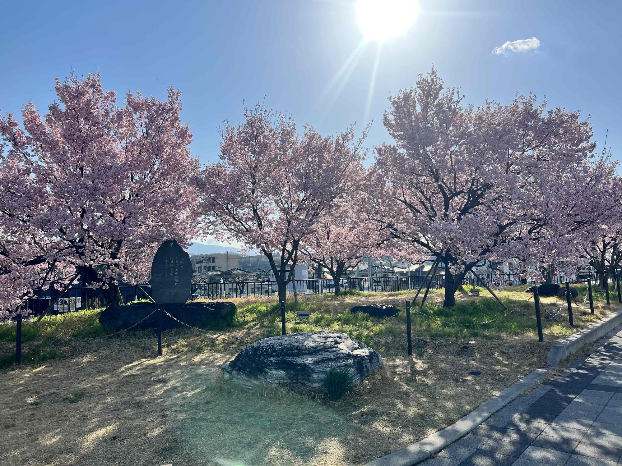 240401韮崎駅前広場桜