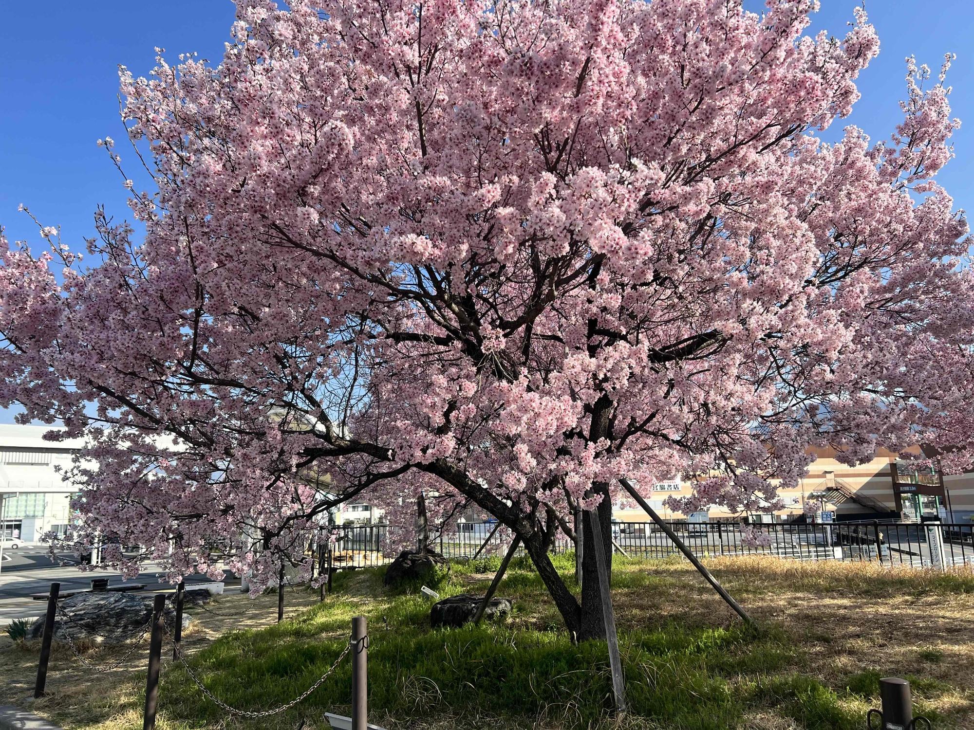 240401韮崎駅前広場桜