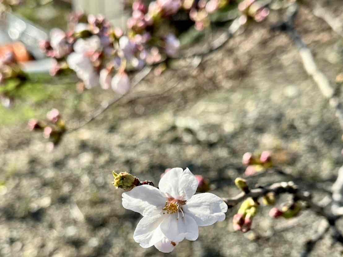 240401徳島堰桜