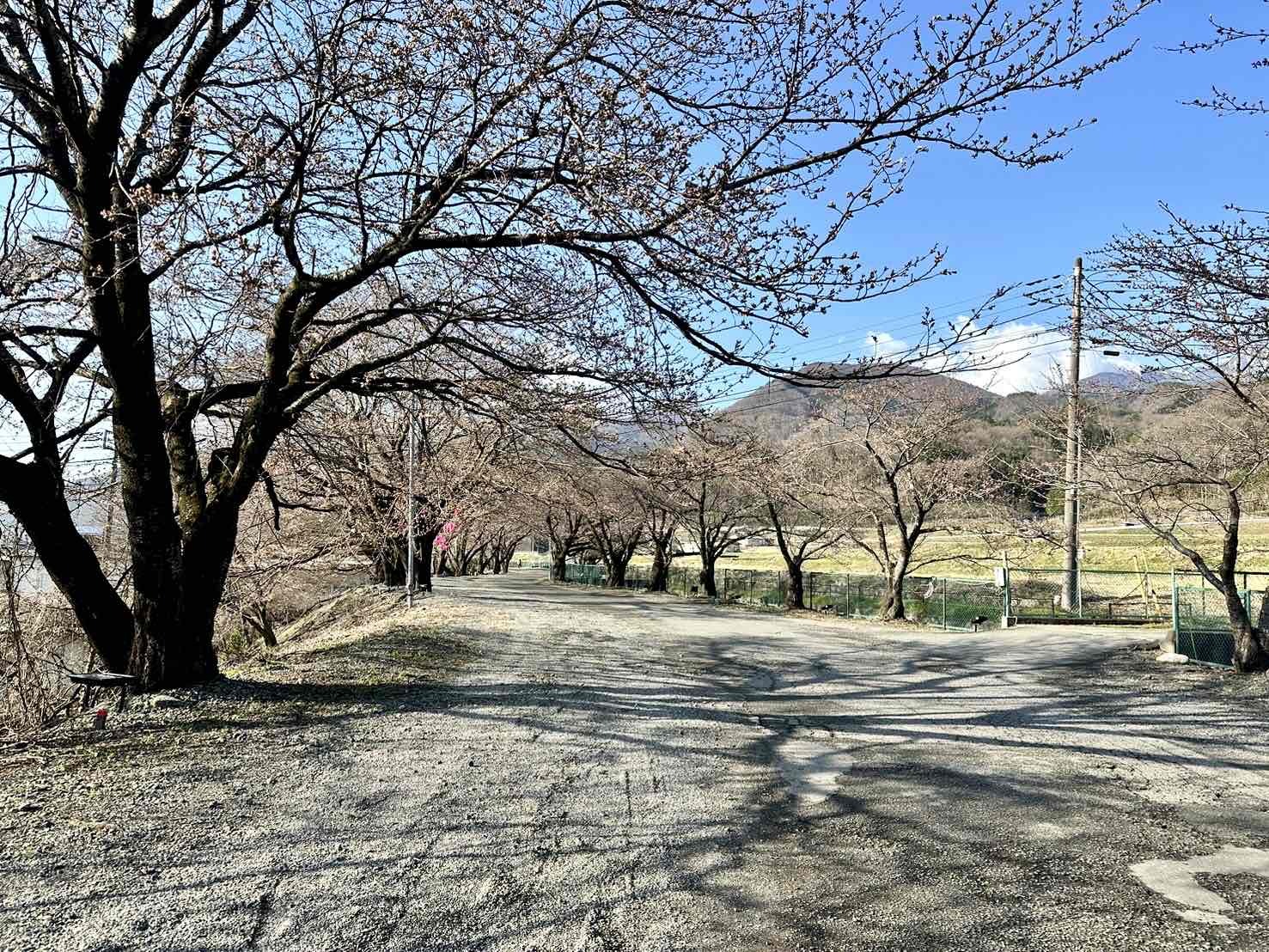 240401徳島堰桜