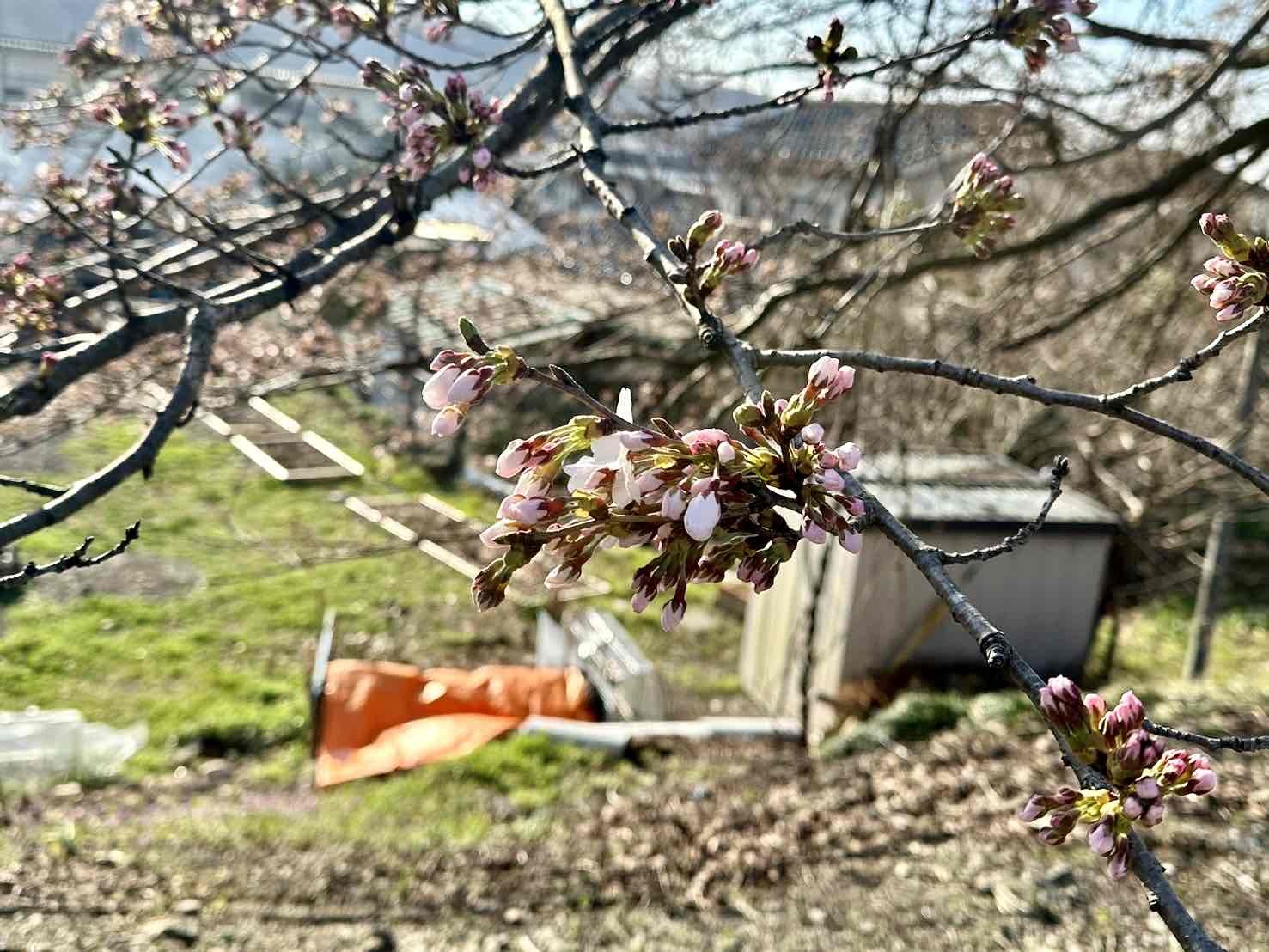 240401徳島堰桜