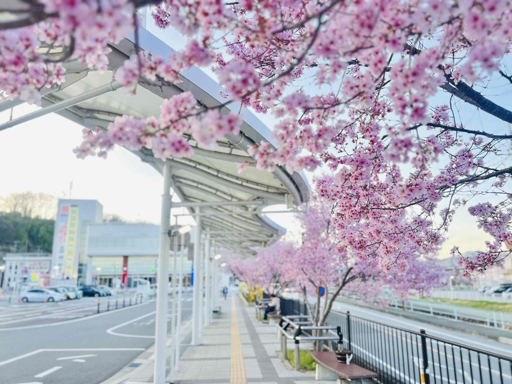 240402韮崎駅前広場桜