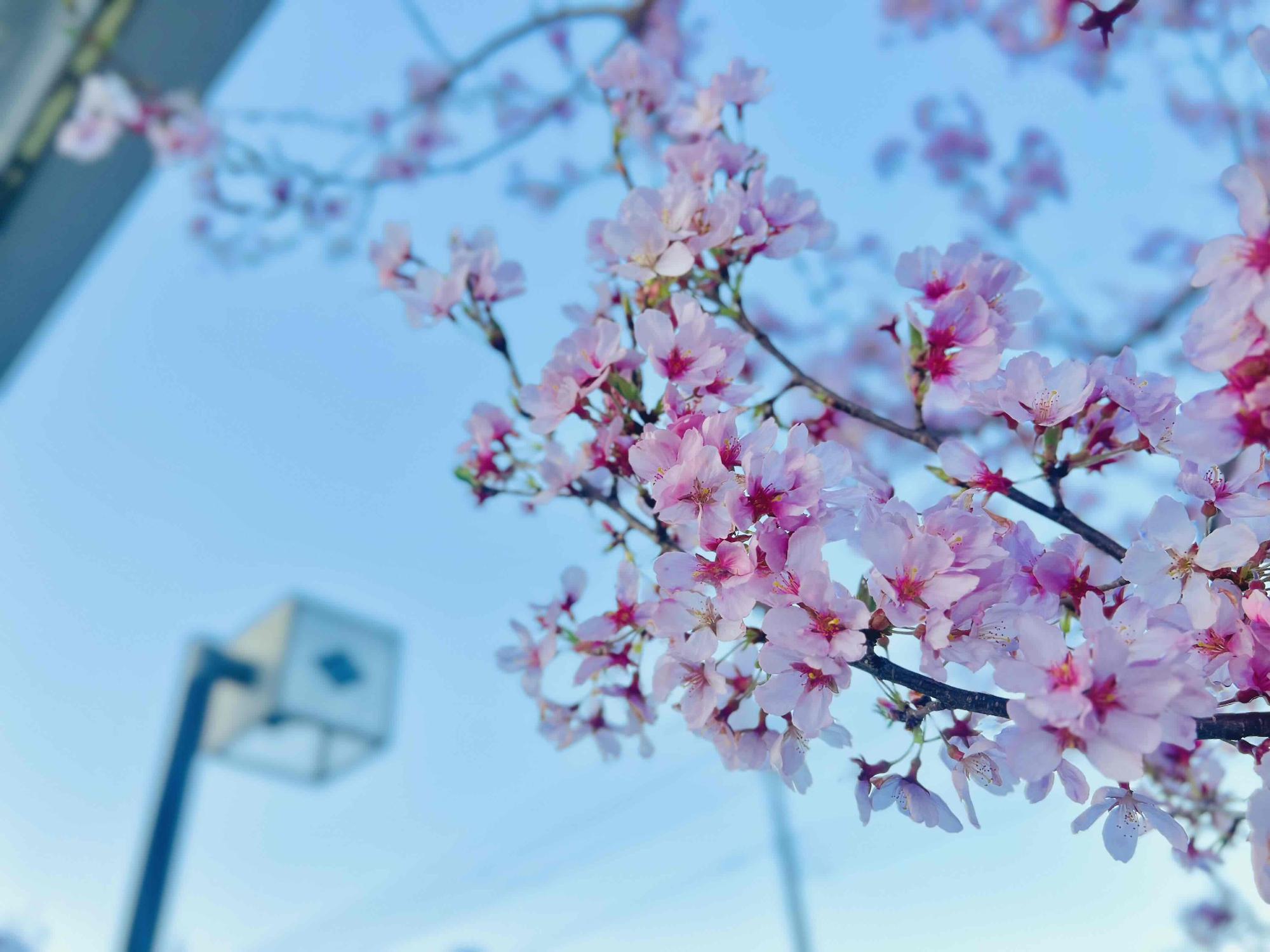 240402韮崎駅前広場桜