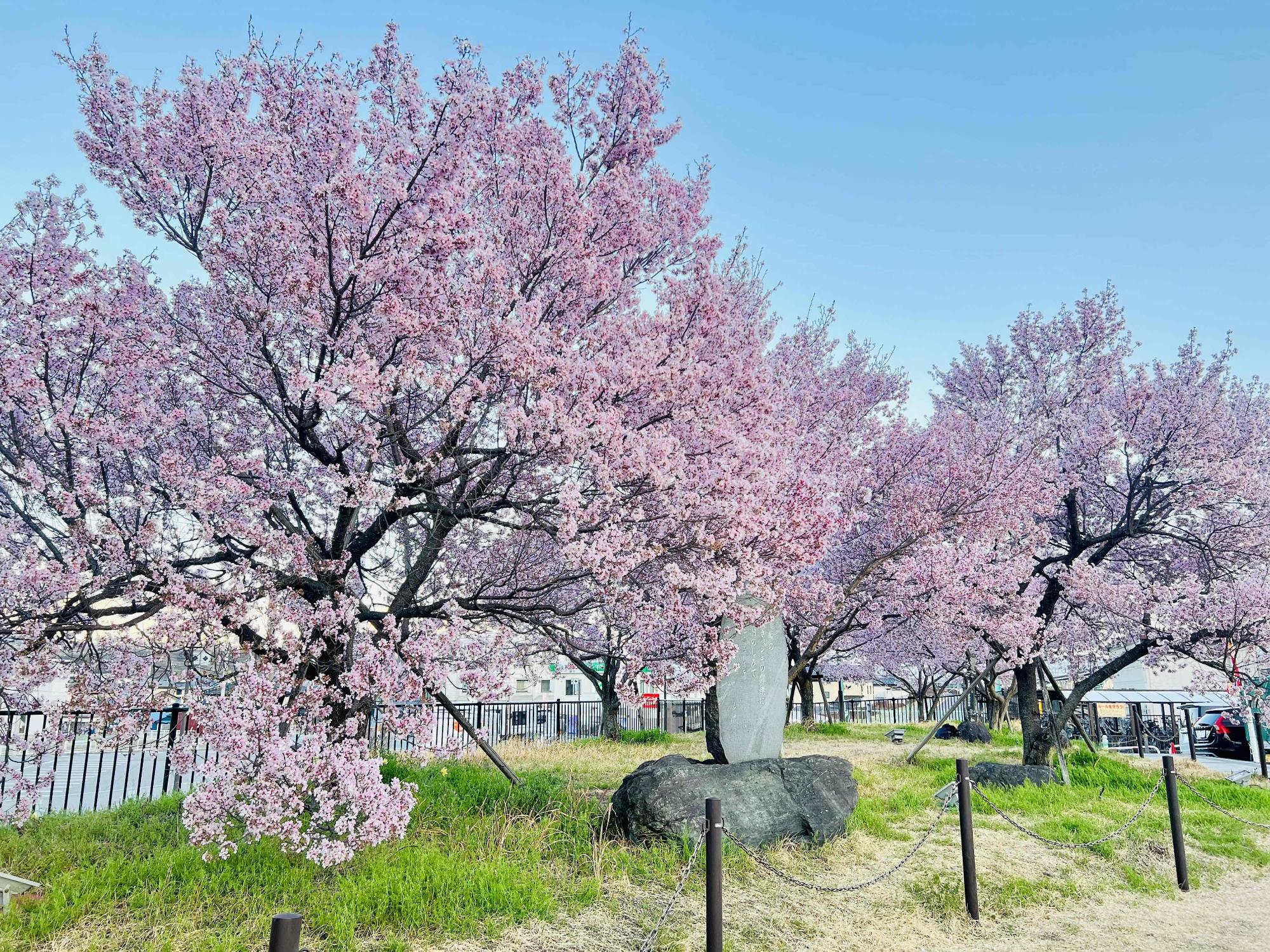 240402韮崎駅前広場桜