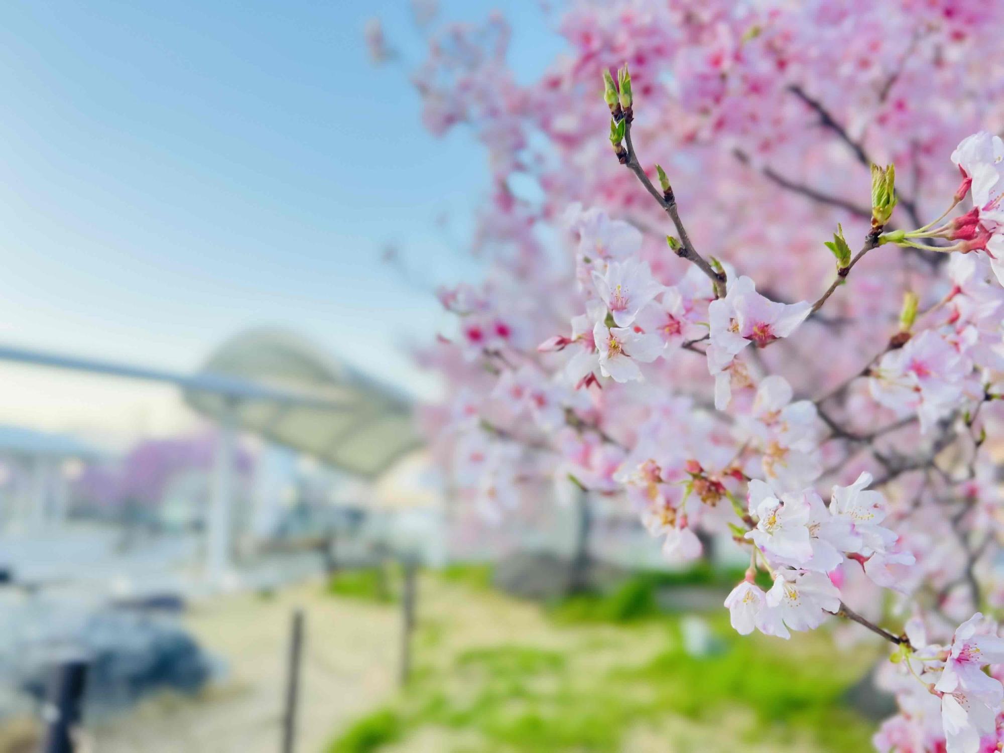 240402韮崎駅前広場桜