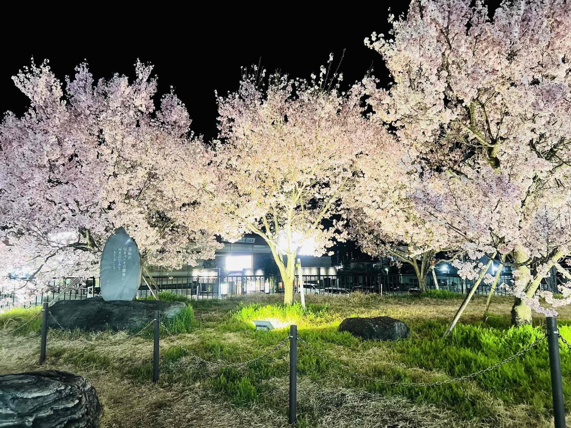 韮崎駅前広場タカトウコヒガンザクラライトアップ