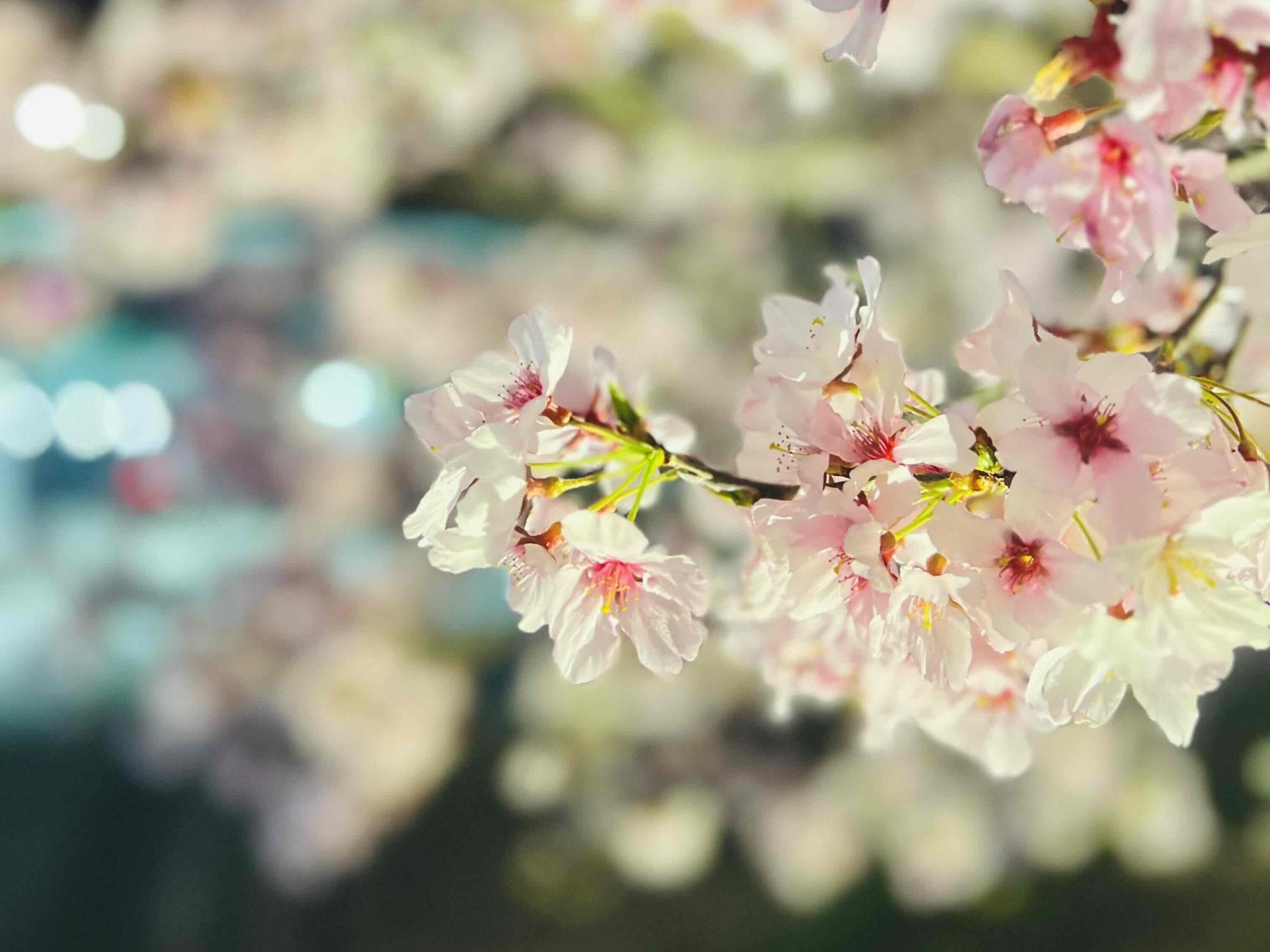 240402韮崎駅前広場桜