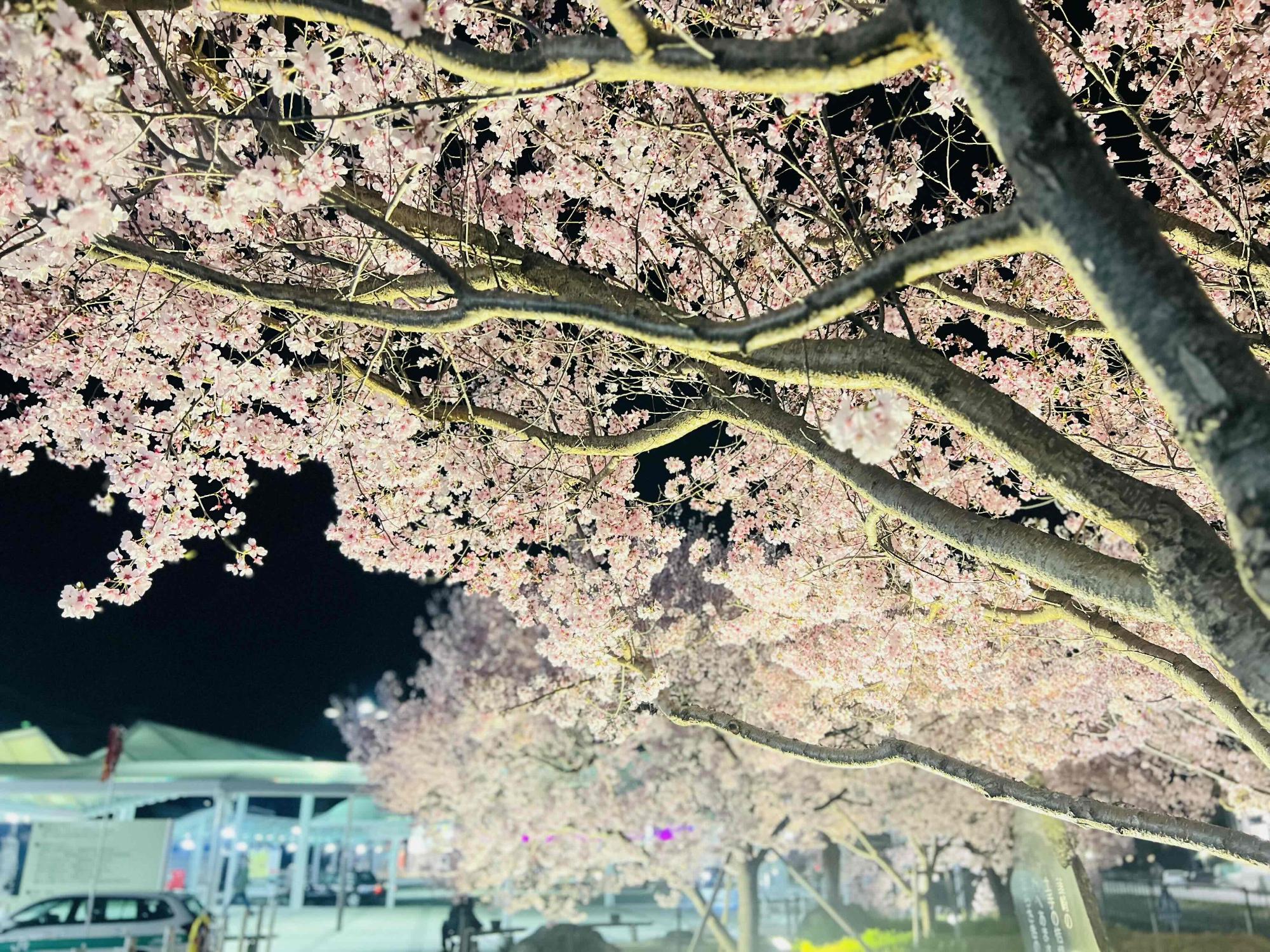 240402韮崎駅前広場桜