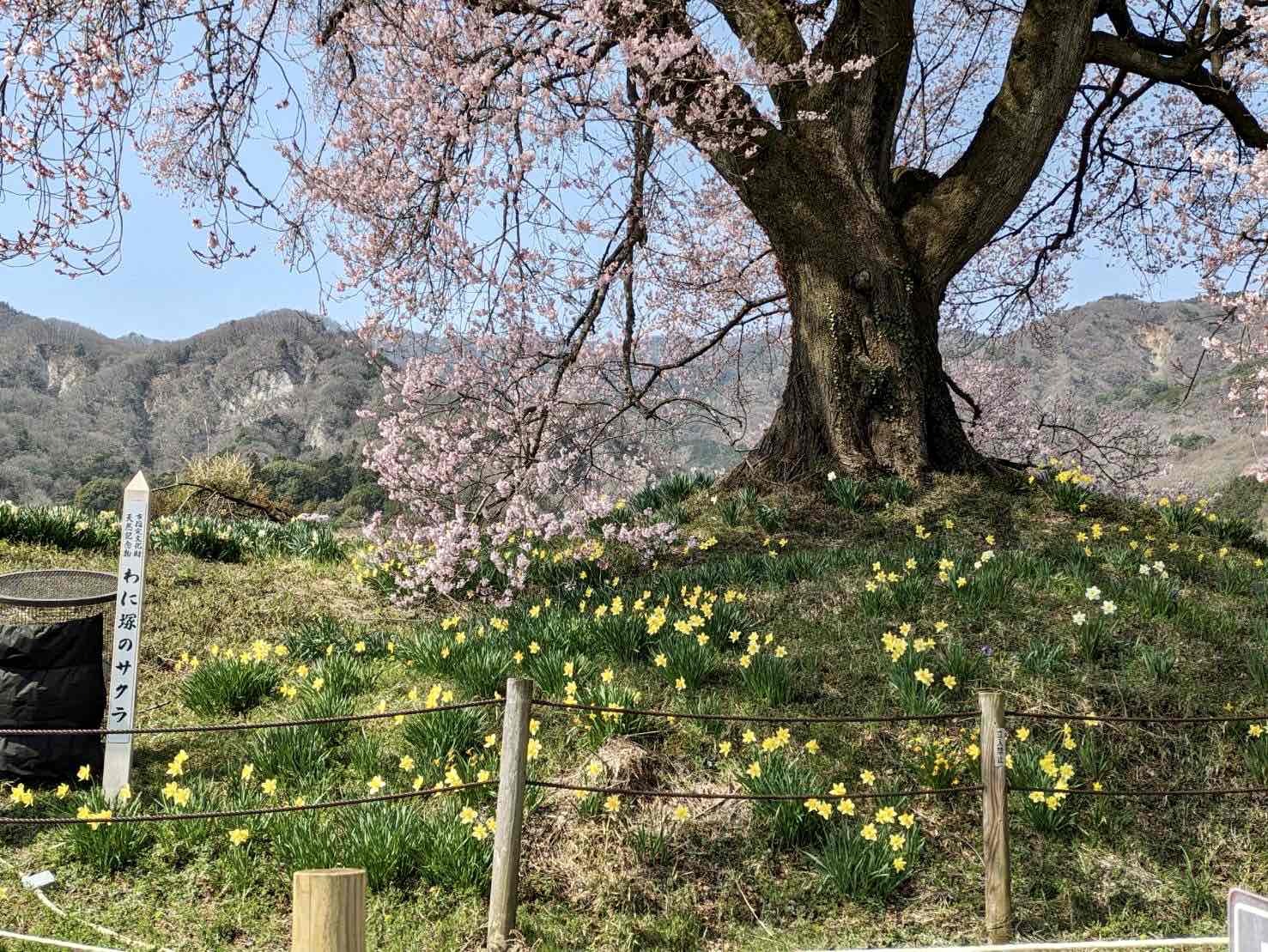 240402わに塚のサクラ