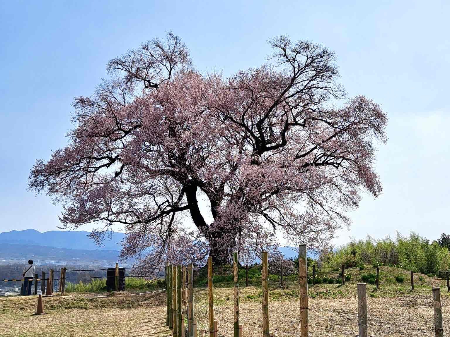 240402わに塚のサクラ