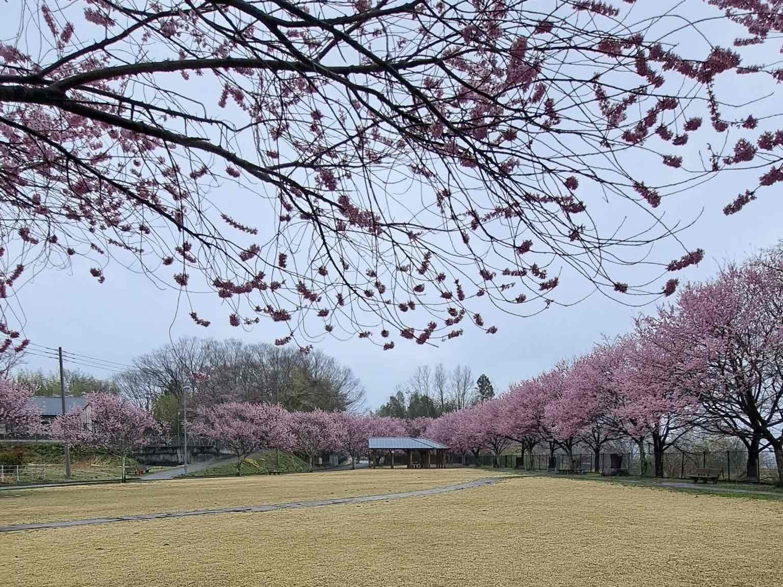 240403穴山さくら公園