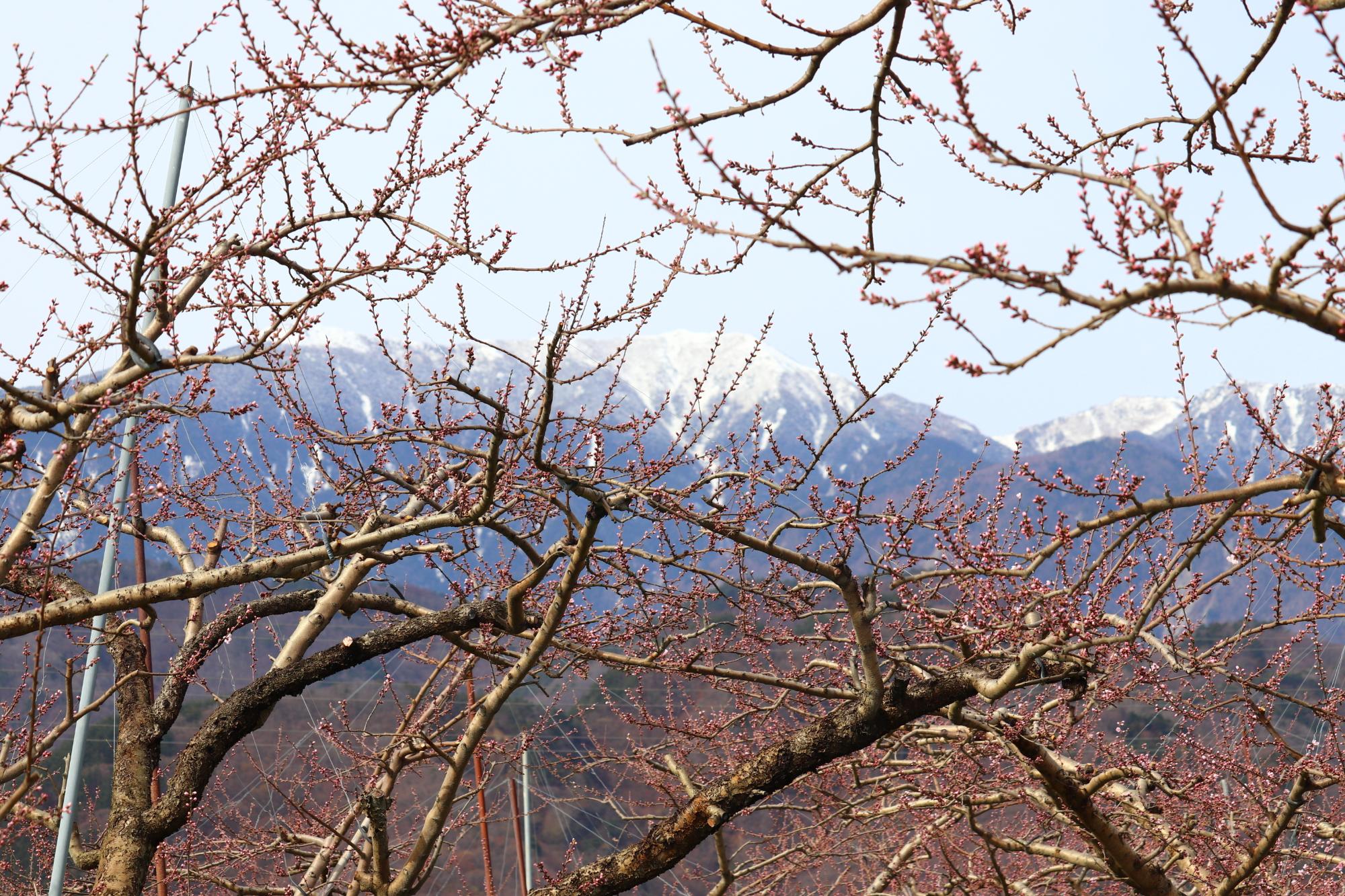 240403新府桃源郷