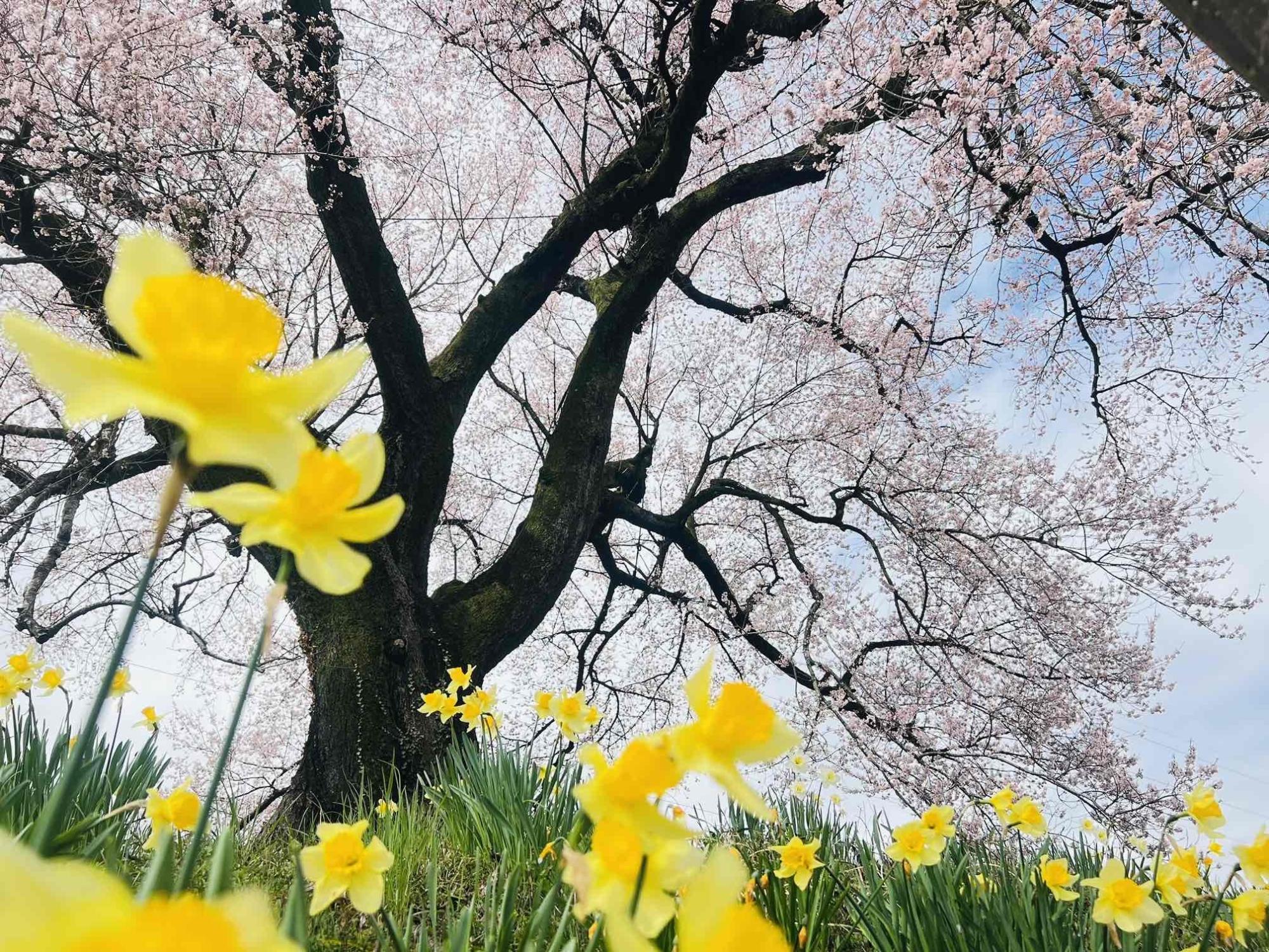 240404わに塚のサクラ