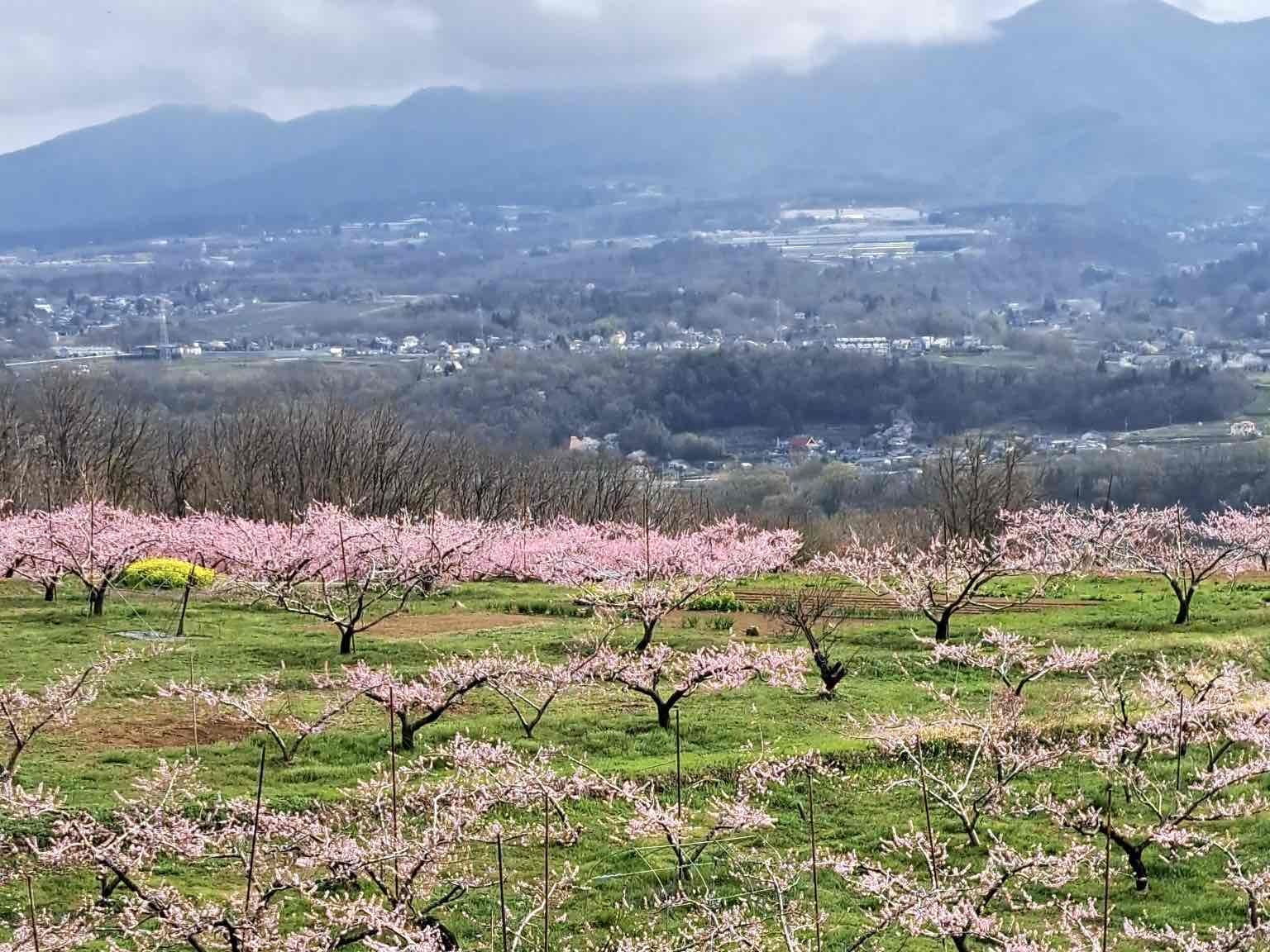 240408新府桃源郷