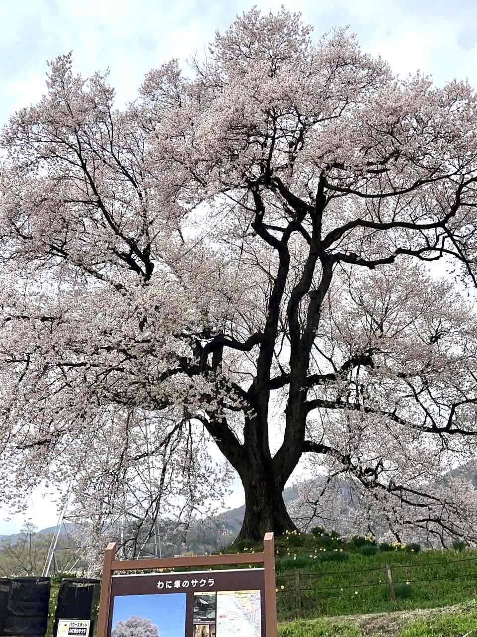 240408わに塚のサクラ