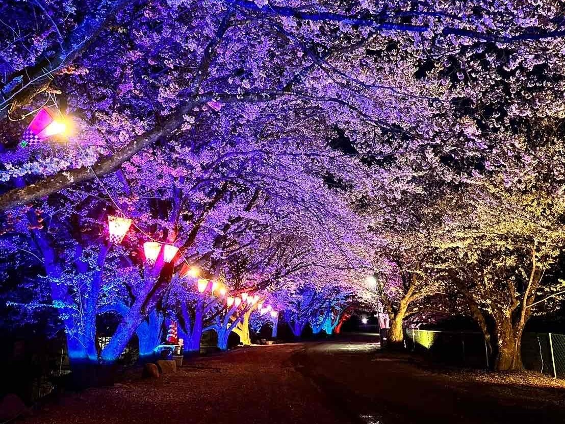 徳島堰沿いの桜並木ライトアップ