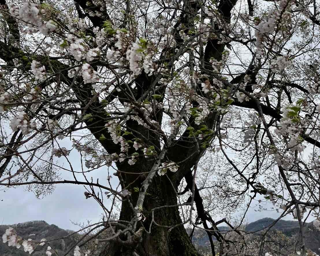 240409わに塚のサクラ