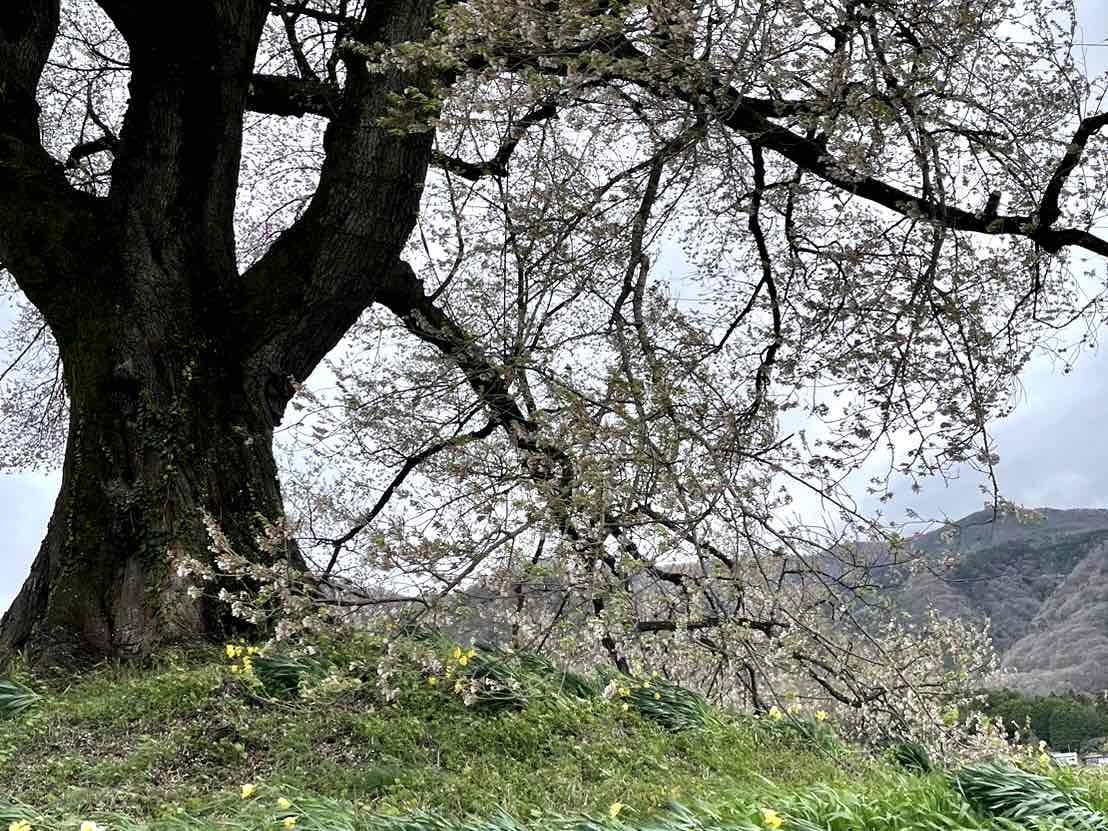 240409わに塚のサクラ