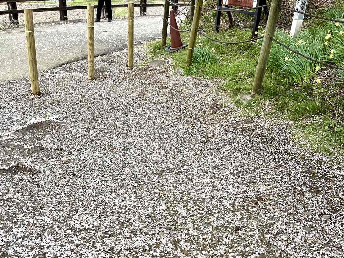 240409わに塚のサクラ