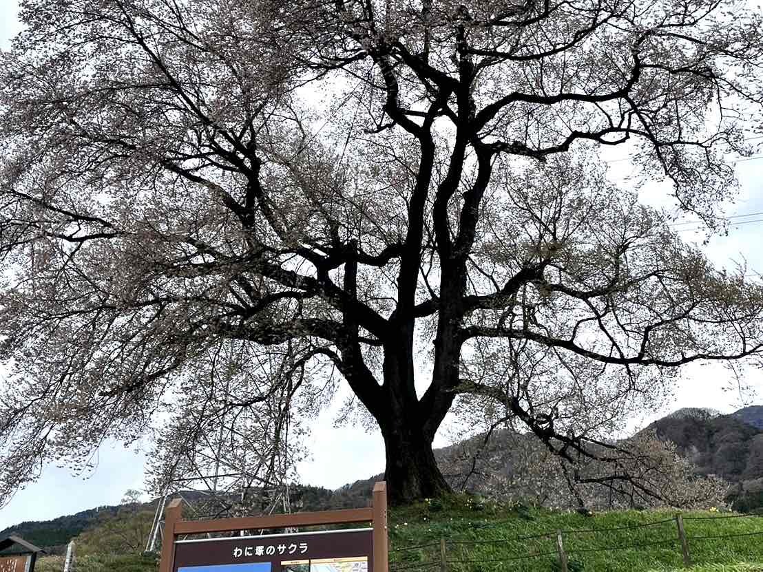240409わに塚のサクラ