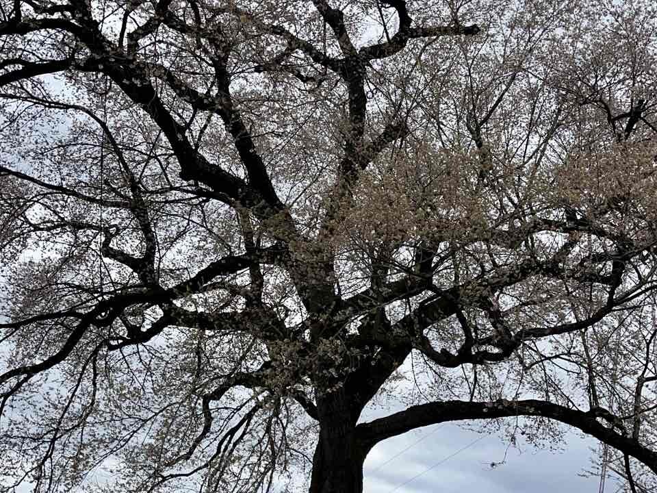 240409わに塚のサクラ