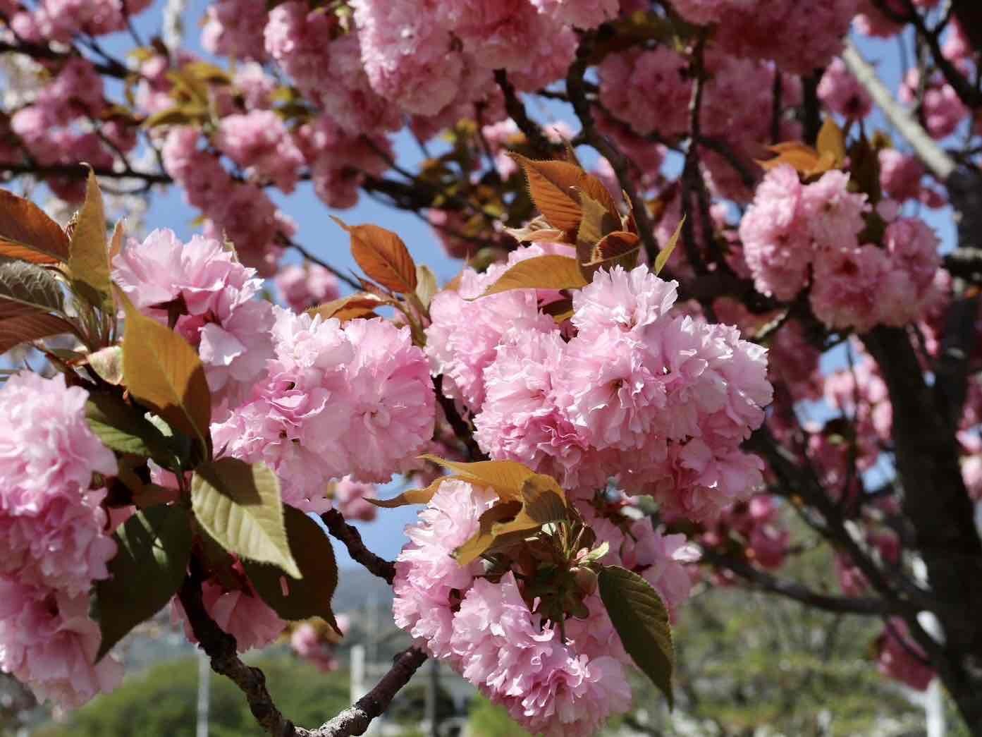 240419幸福の小径