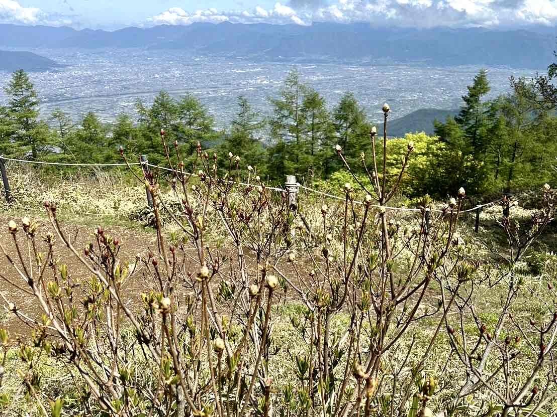 240516甘利山レンゲツツジ