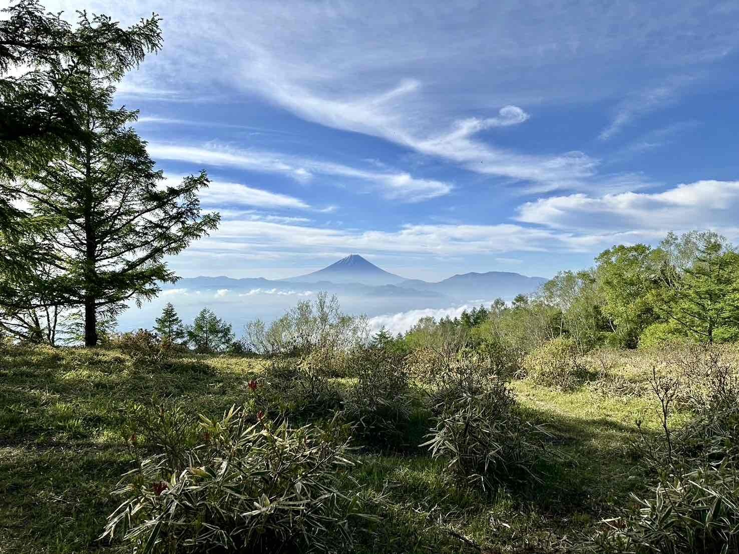 240524甘利山レンゲツツジ