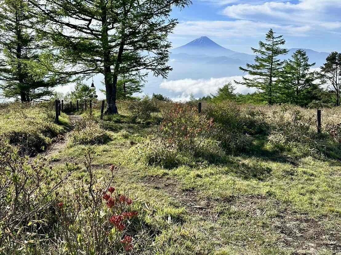 240524甘利山レンゲツツジ
