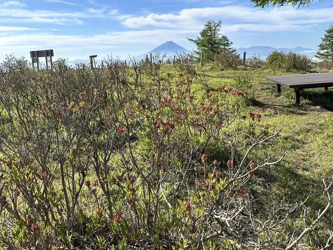 240524甘利山レンゲツツジ