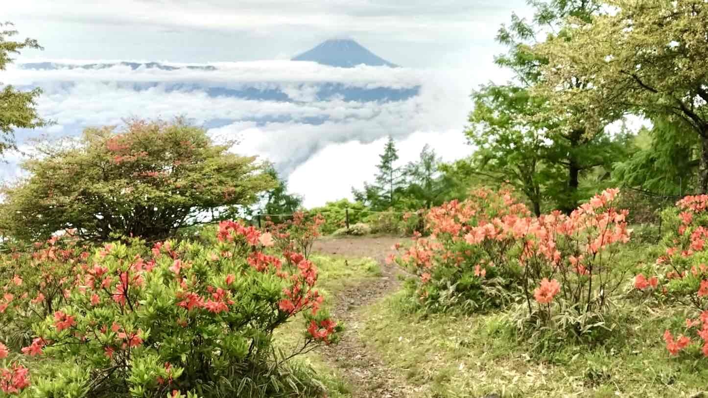 240531甘利山レンゲツツジ