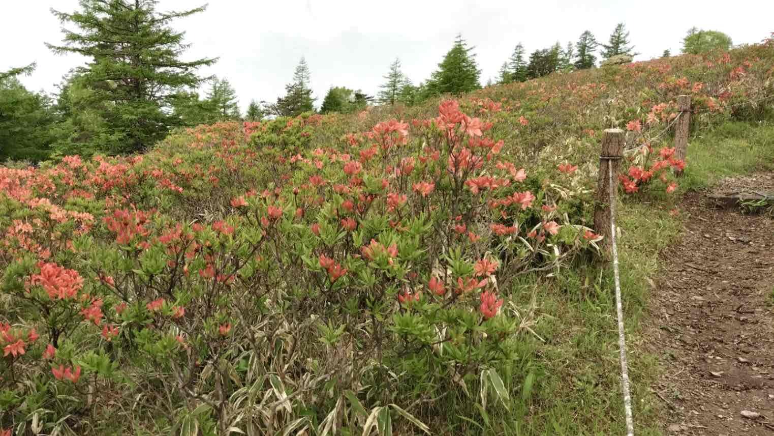 240531甘利山レンゲツツジ