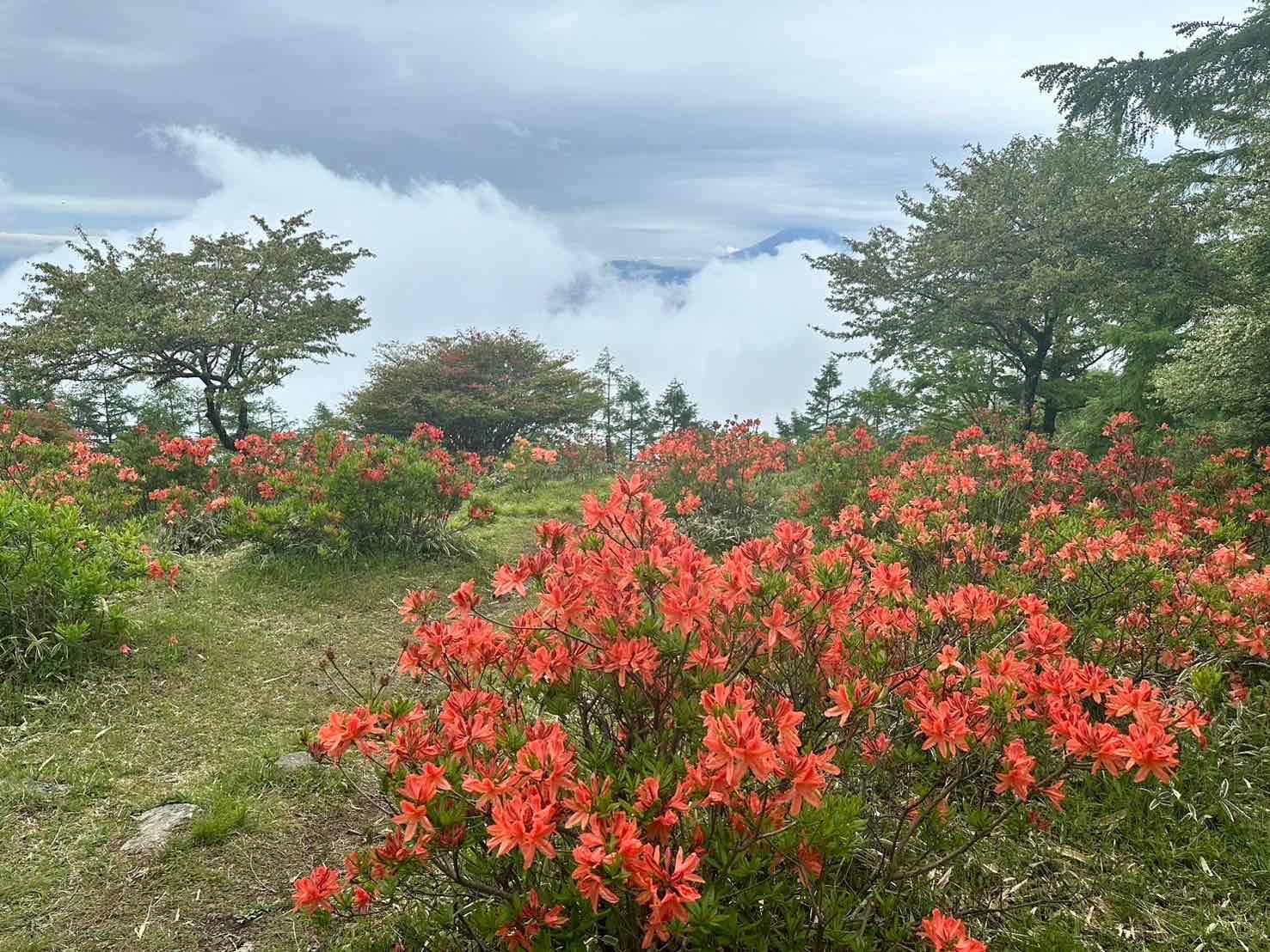 240531甘利山レンゲツツジ