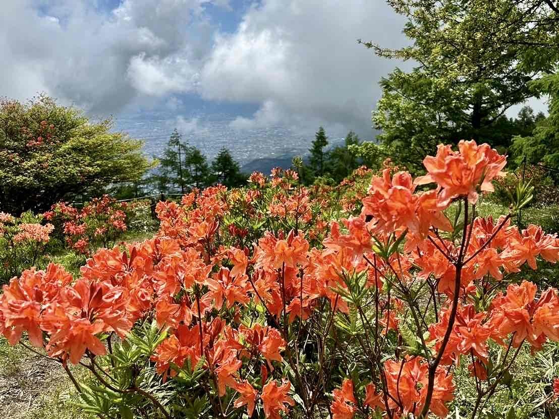 240604甘利山レンゲツツジ