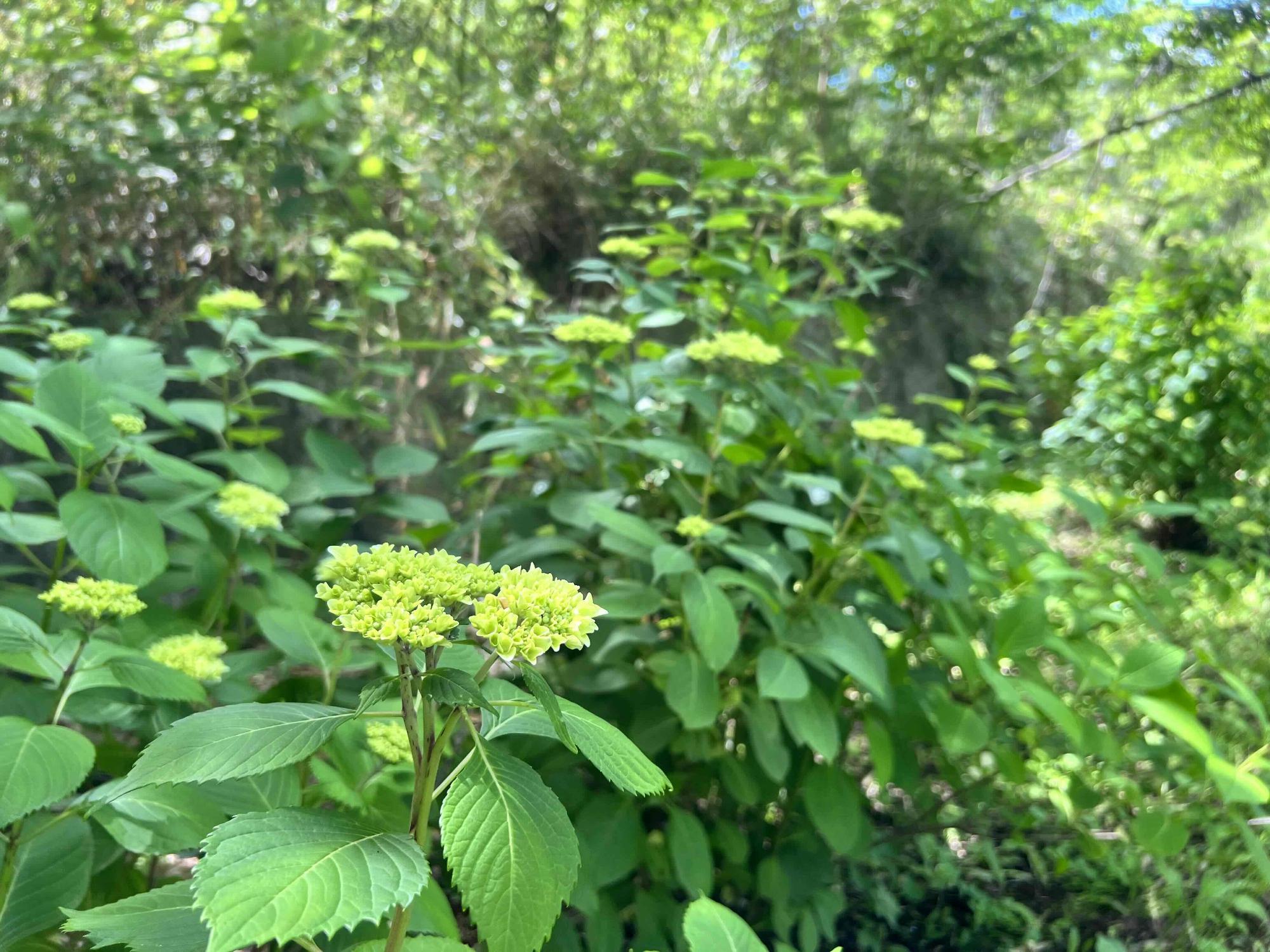 240604大賀ハス園