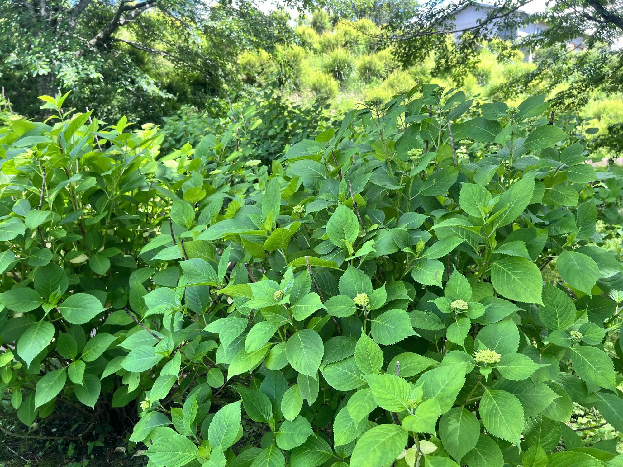 240604大賀ハス園