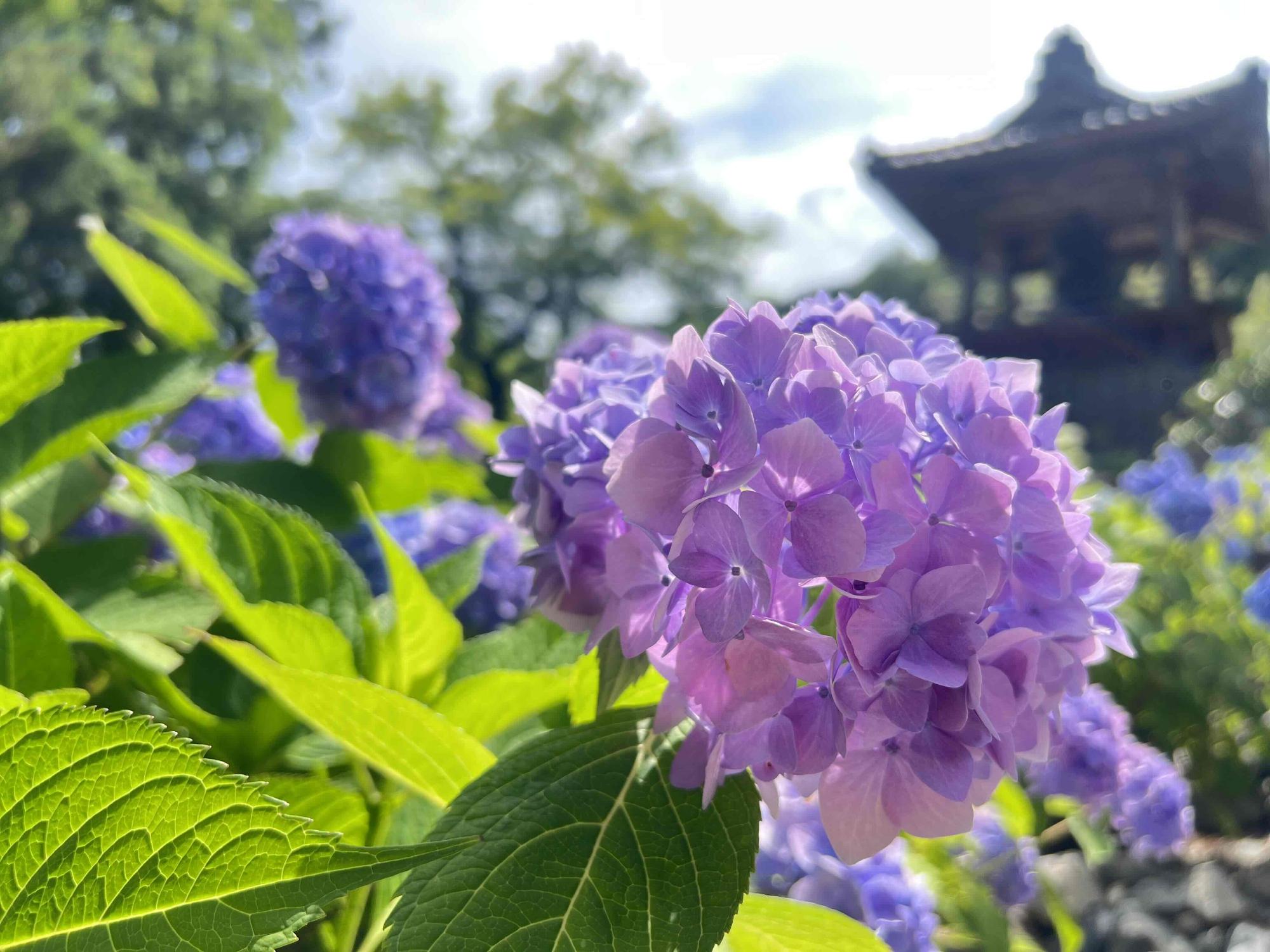240611大公寺