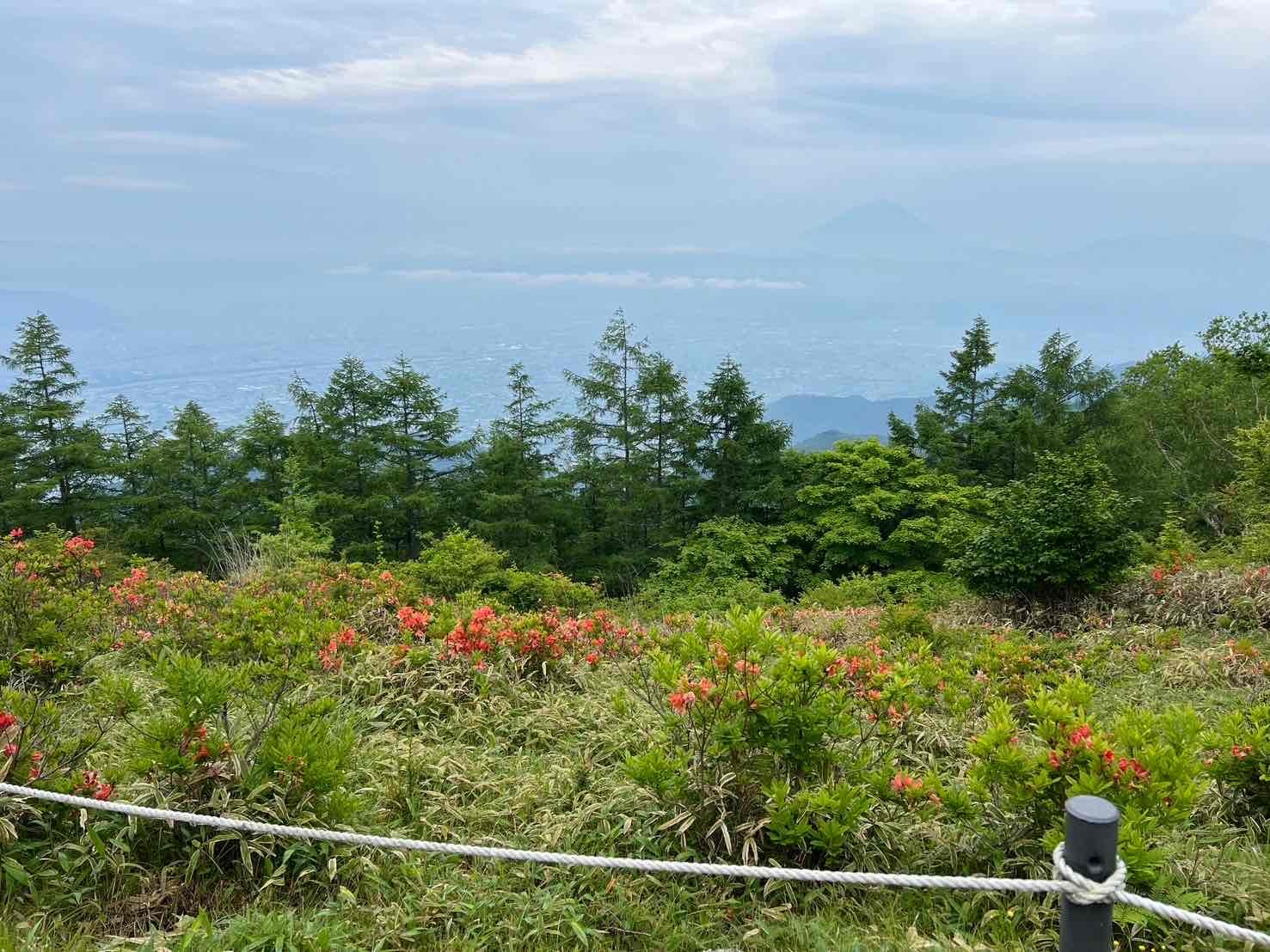 240612甘利山レンゲツツジ