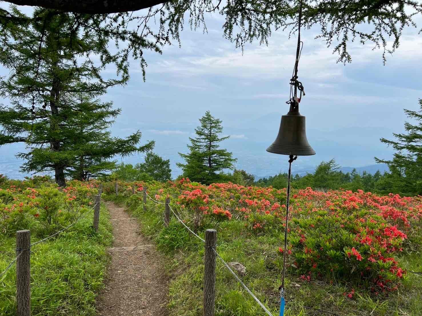 240612甘利山レンゲツツジ