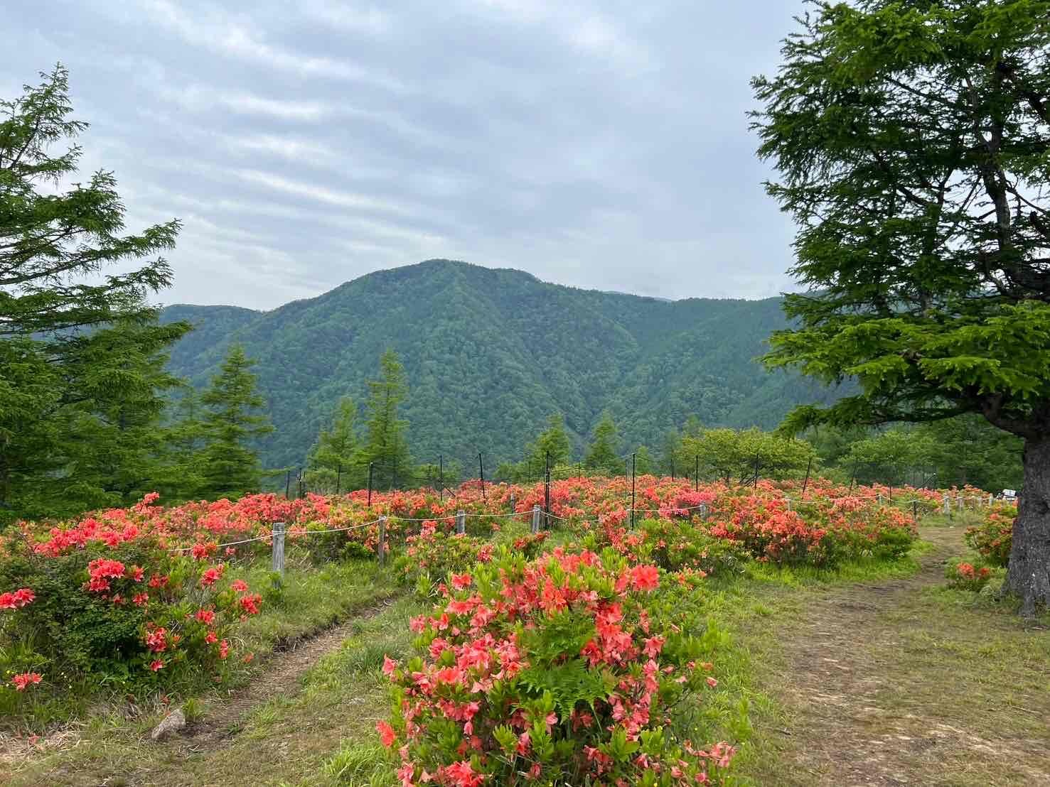 240612甘利山レンゲツツジ