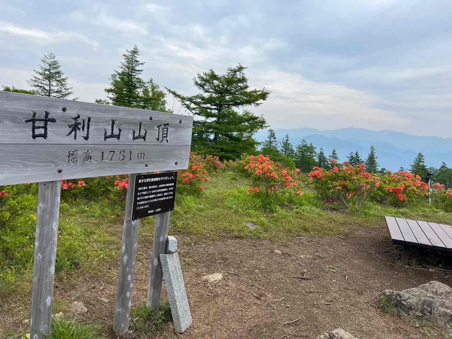 240612甘利山レンゲツツジ