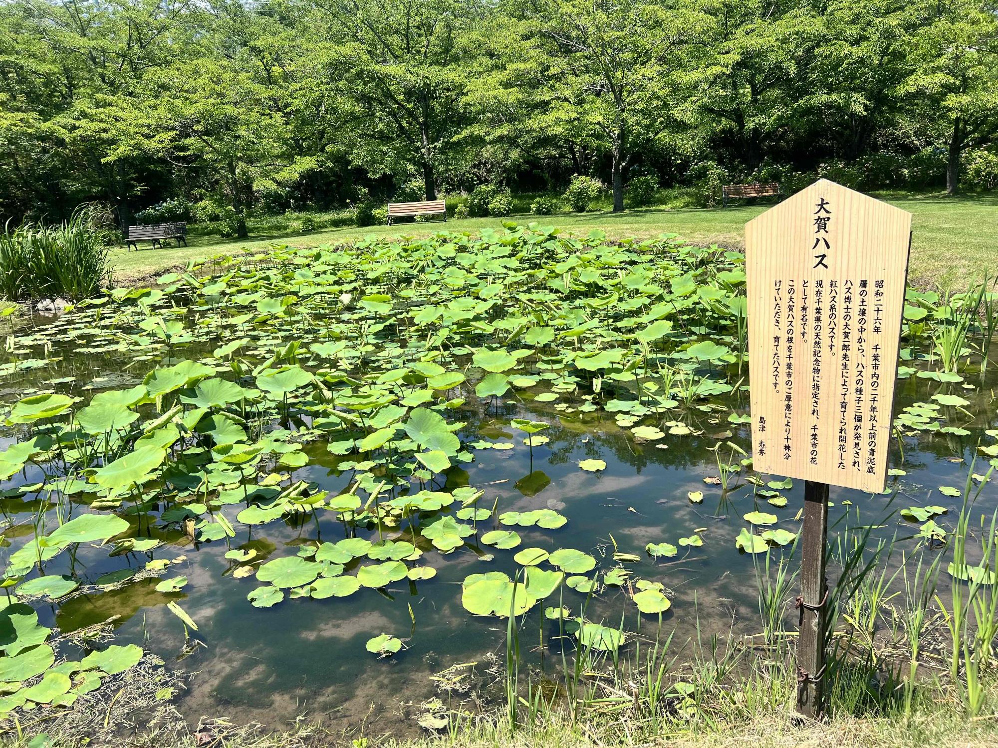 240614大賀ハス園