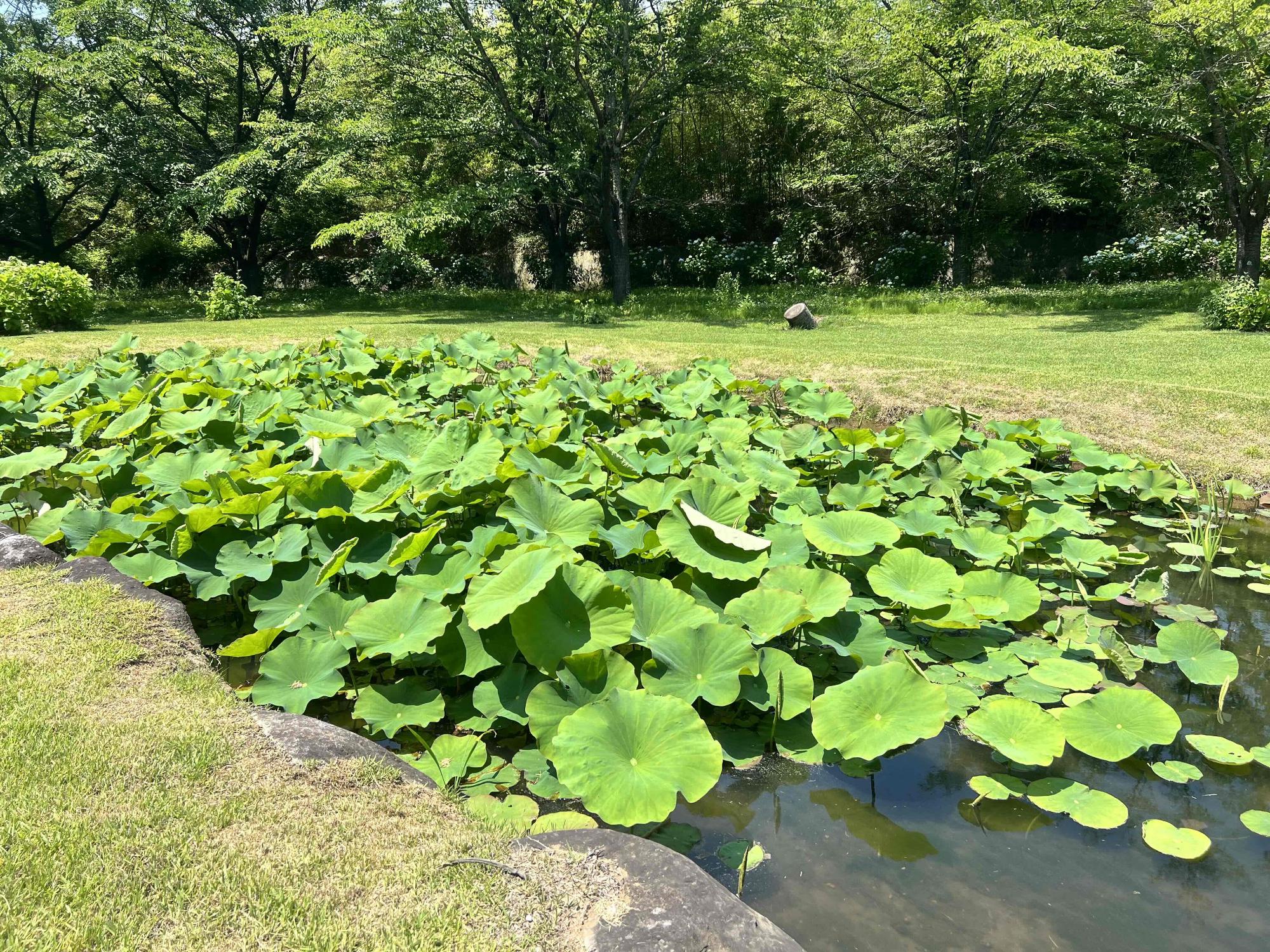 240614大賀ハス園
