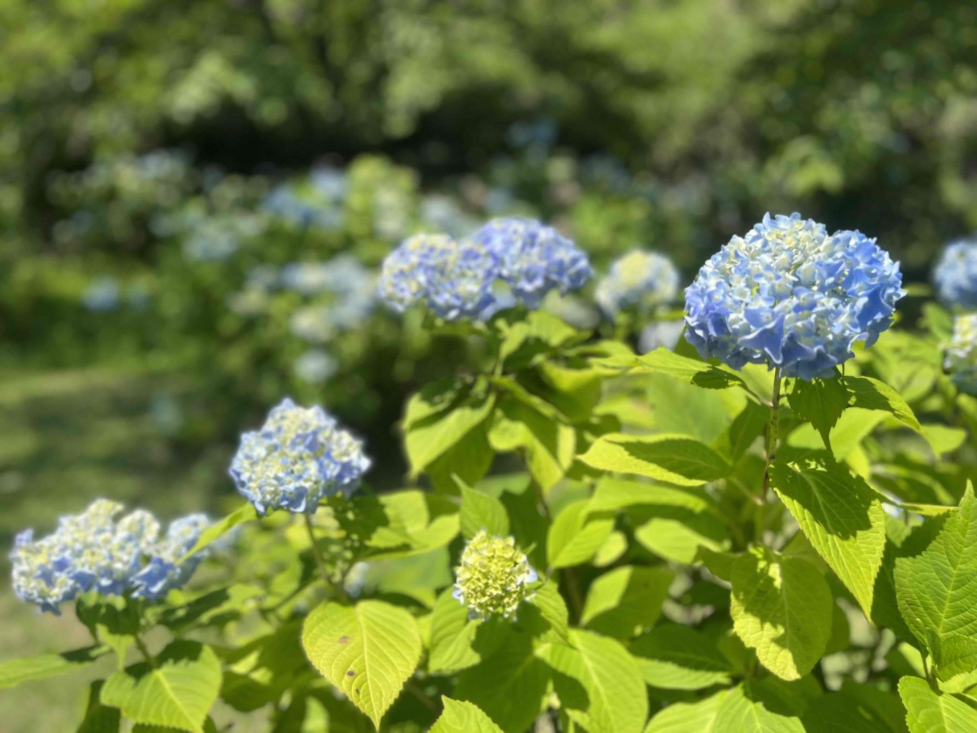 240614大賀ハス園