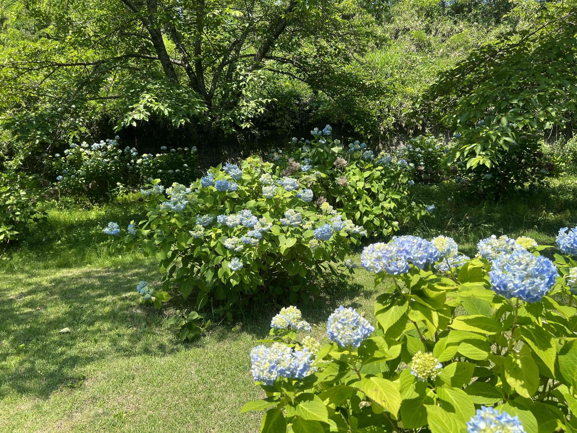 240614大賀ハス園