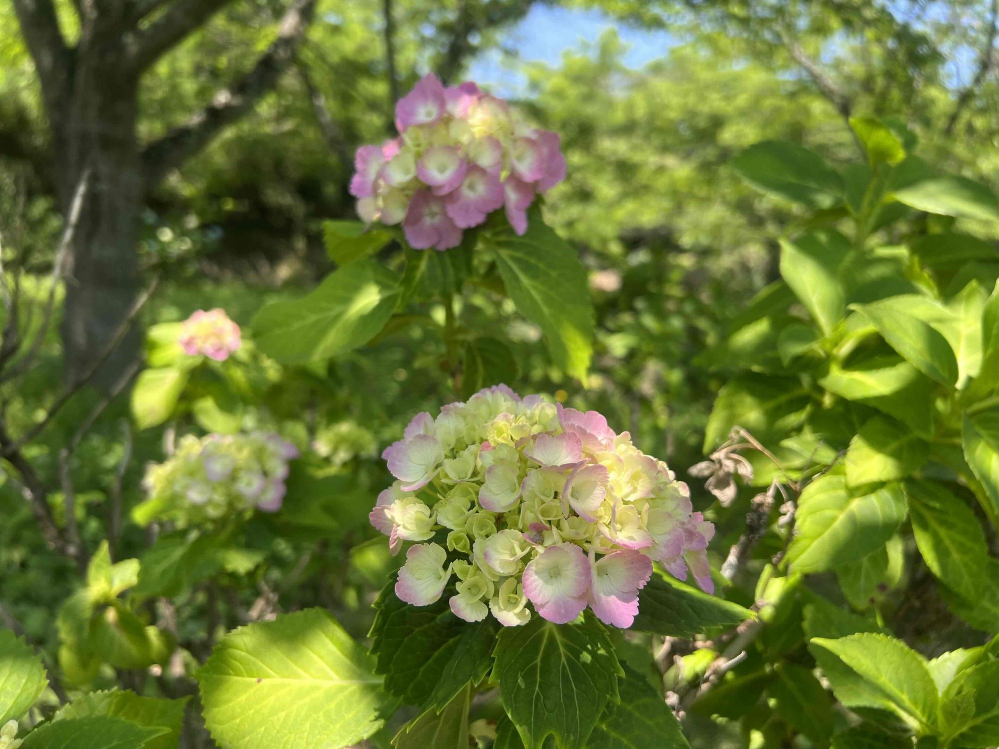 240614大賀ハス園